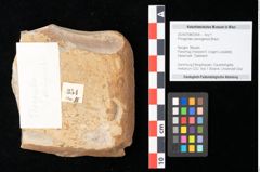 Foto (Objekt + Etikett) von Phragmites oeningensis Braun (NHMW-GEO-2024-0188-0354)